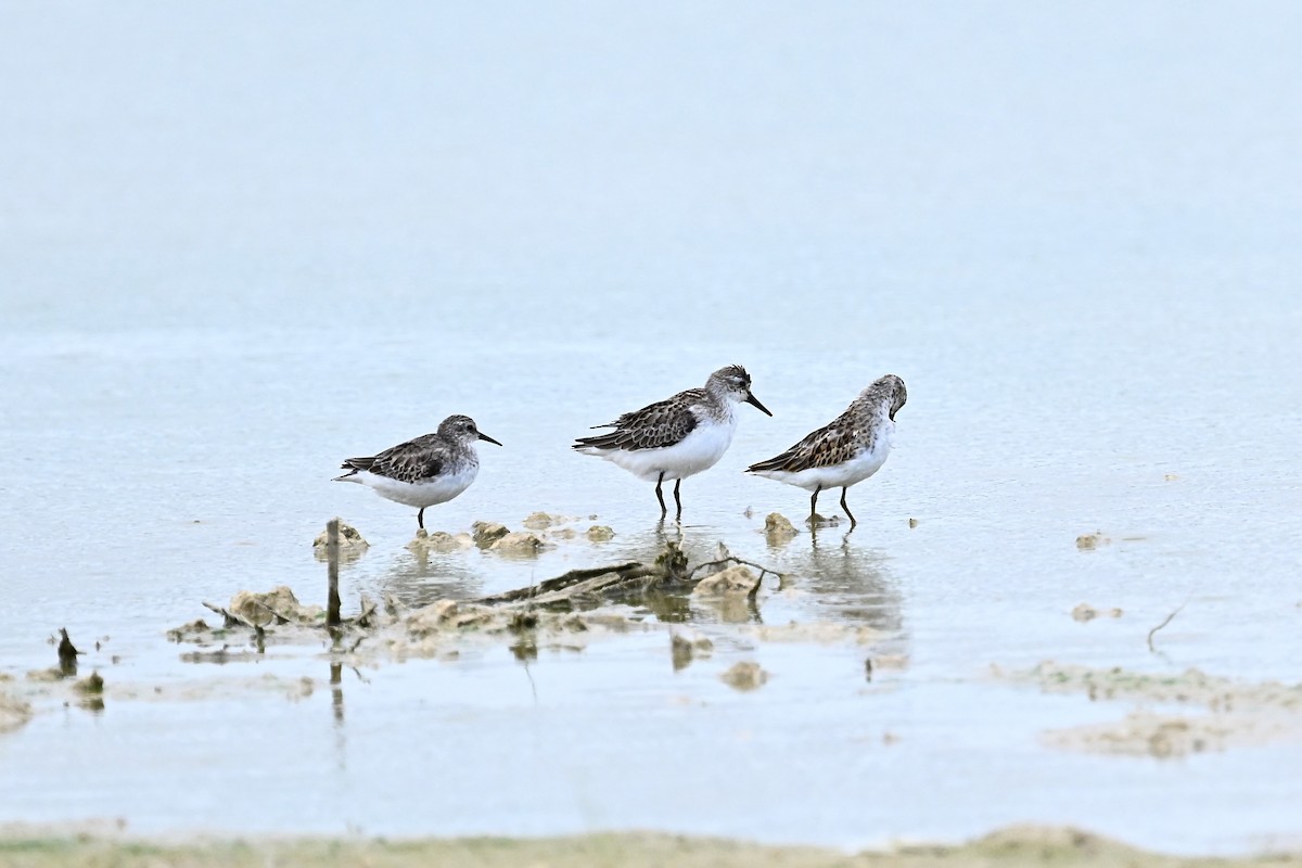 Semipalmated Sandpiper - ML624006858