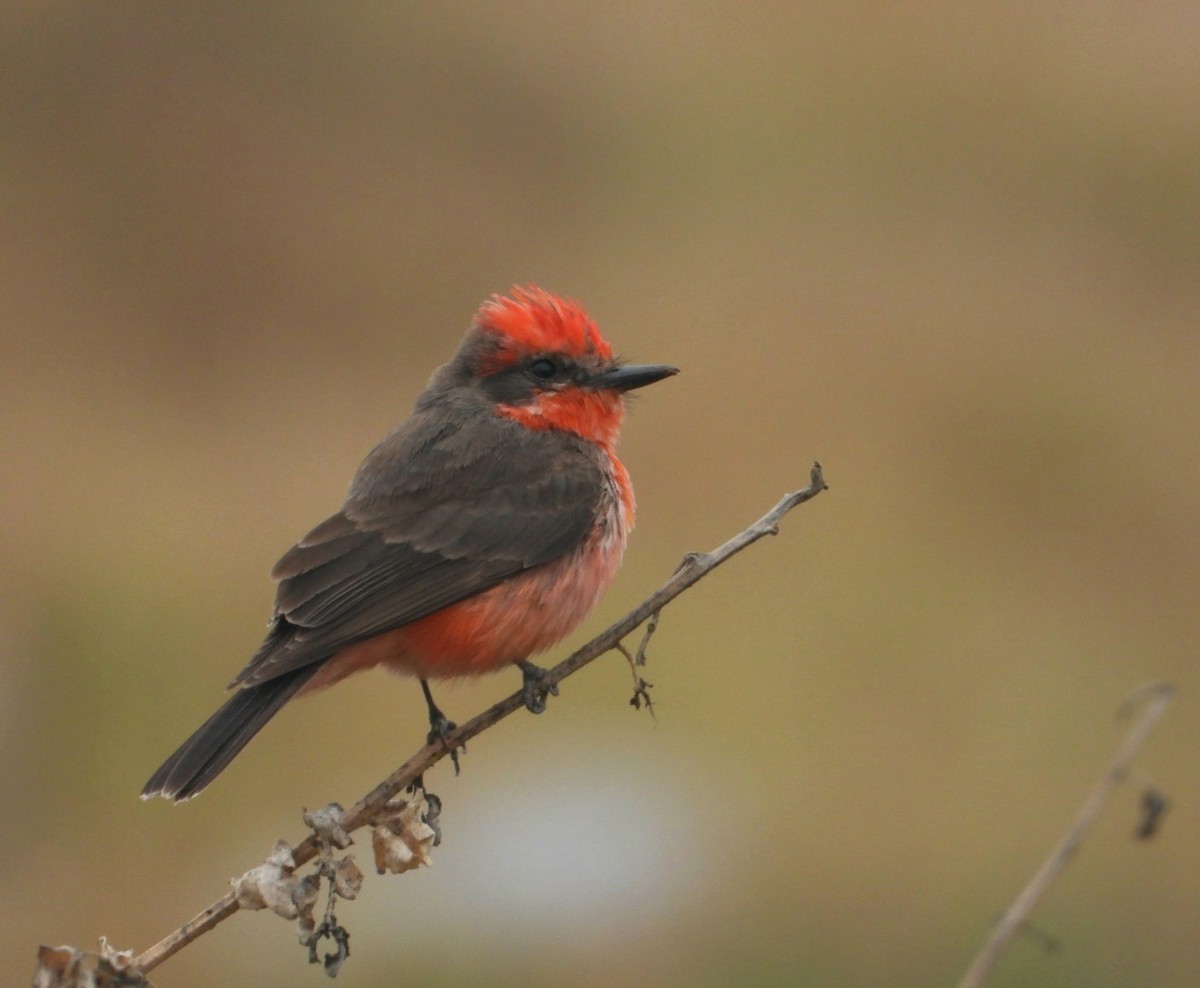 Vermilion Flycatcher - ML624006861