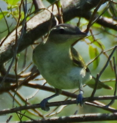 Vireo Ojirrojo - ML624006866