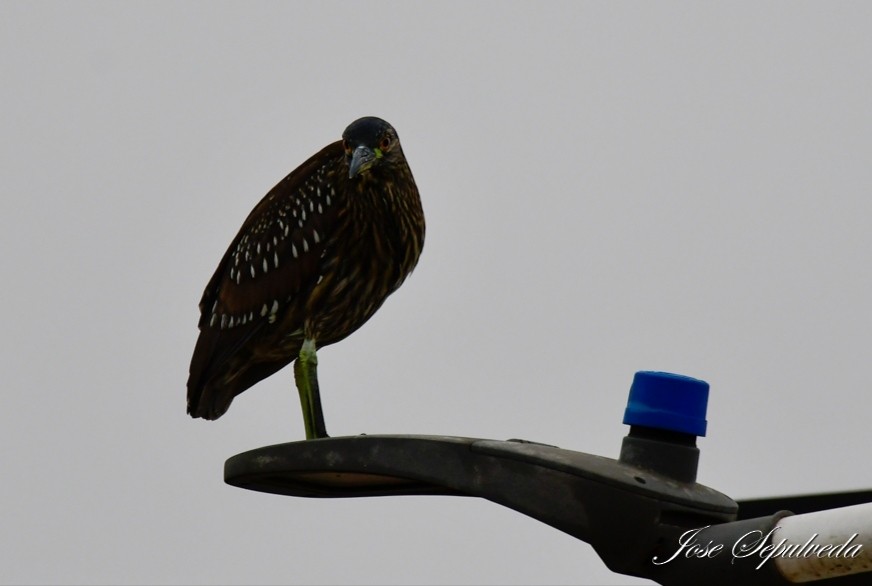 Black-crowned Night Heron - José Sepúlveda