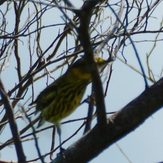 Cape May Warbler - ML624006881