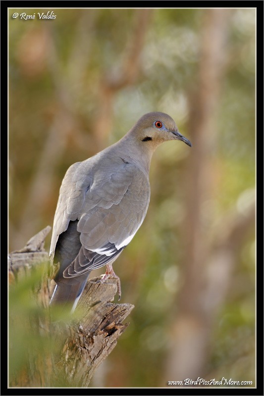 White-winged Dove - Rene Valdes 🦜