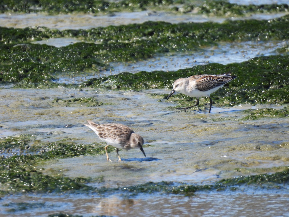 Western Sandpiper - ML624006904