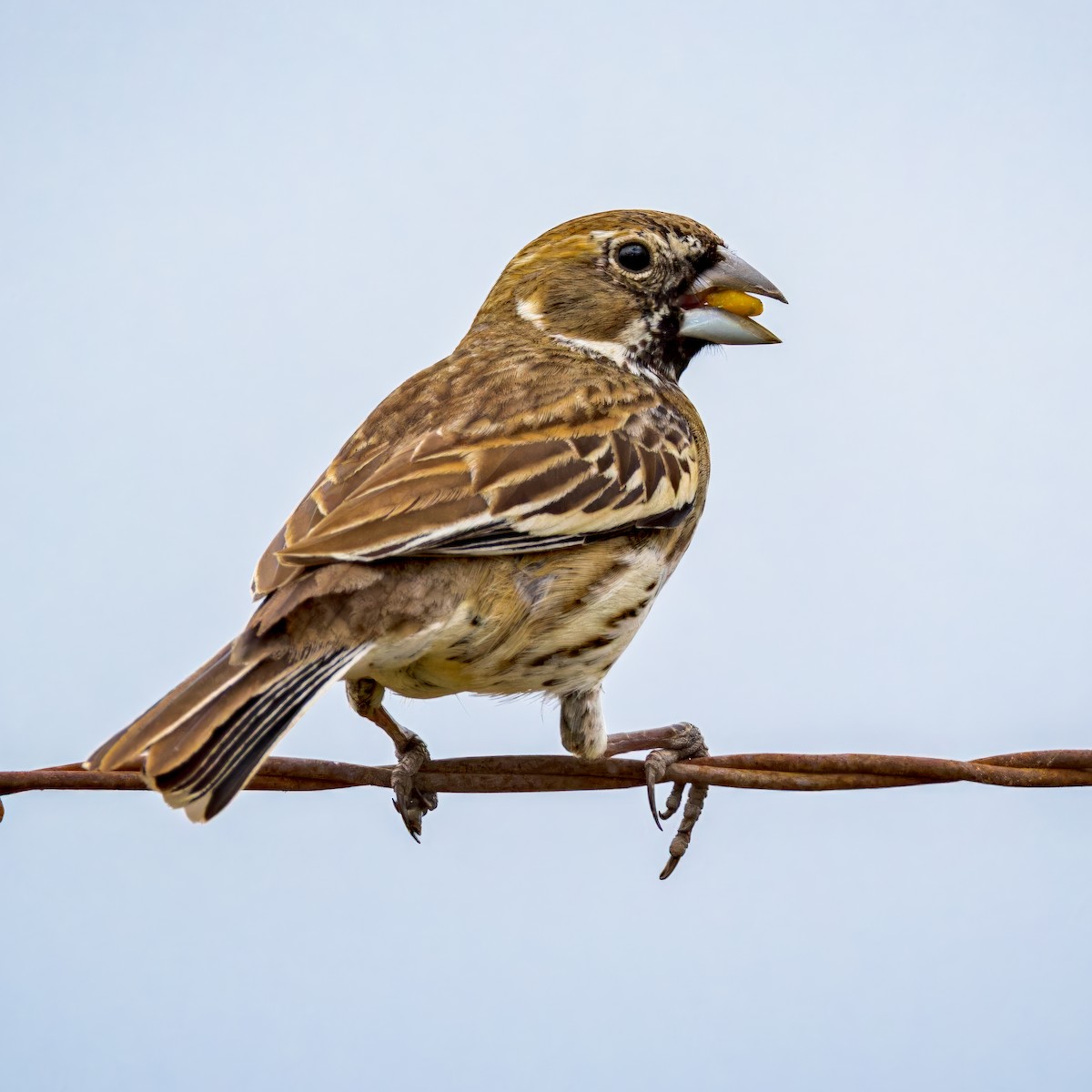 Lark Bunting - Steve Franklin