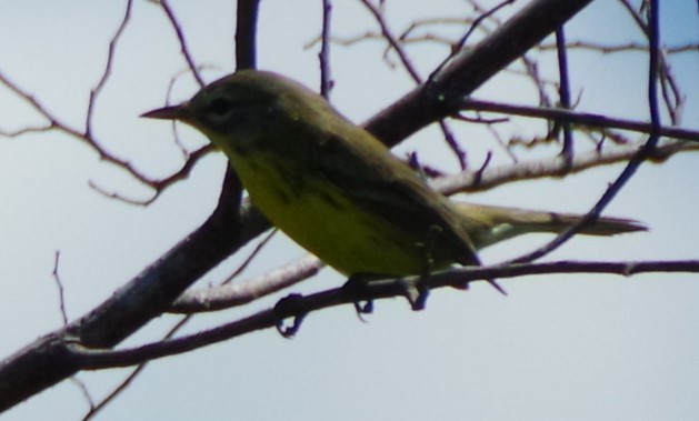 Prairie Warbler - ML624006913