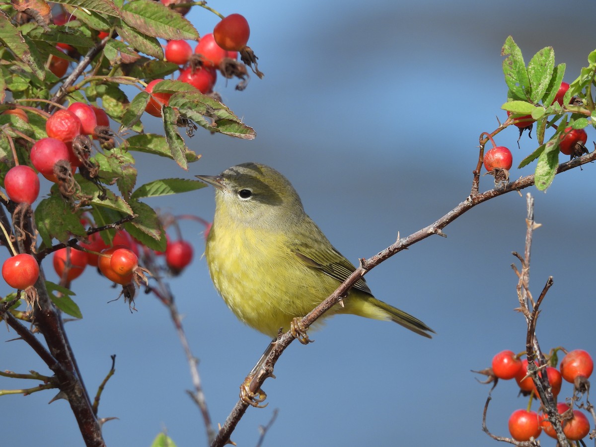 Orange-crowned Warbler - ML624006914