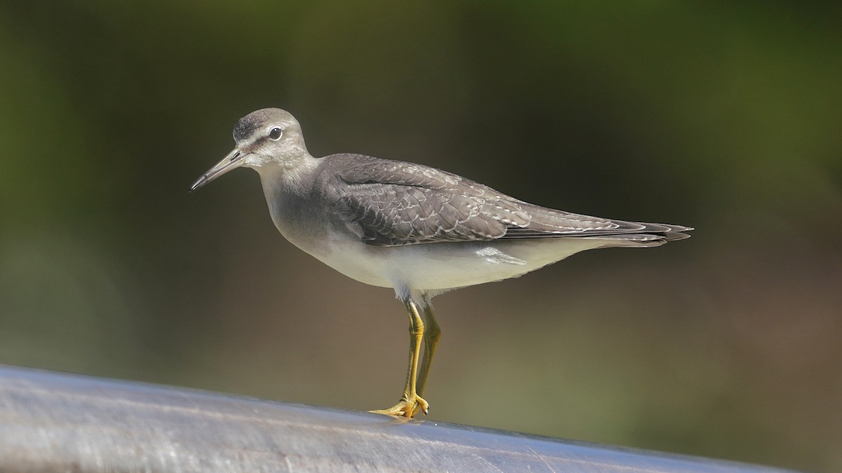 Gray-tailed Tattler - ML624006919