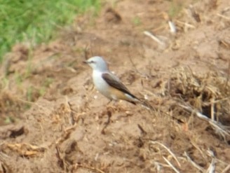 Scissor-tailed Flycatcher - ML624006924