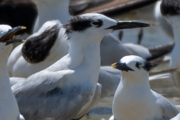 Sandwich Tern (Cabot's) - ML624006937