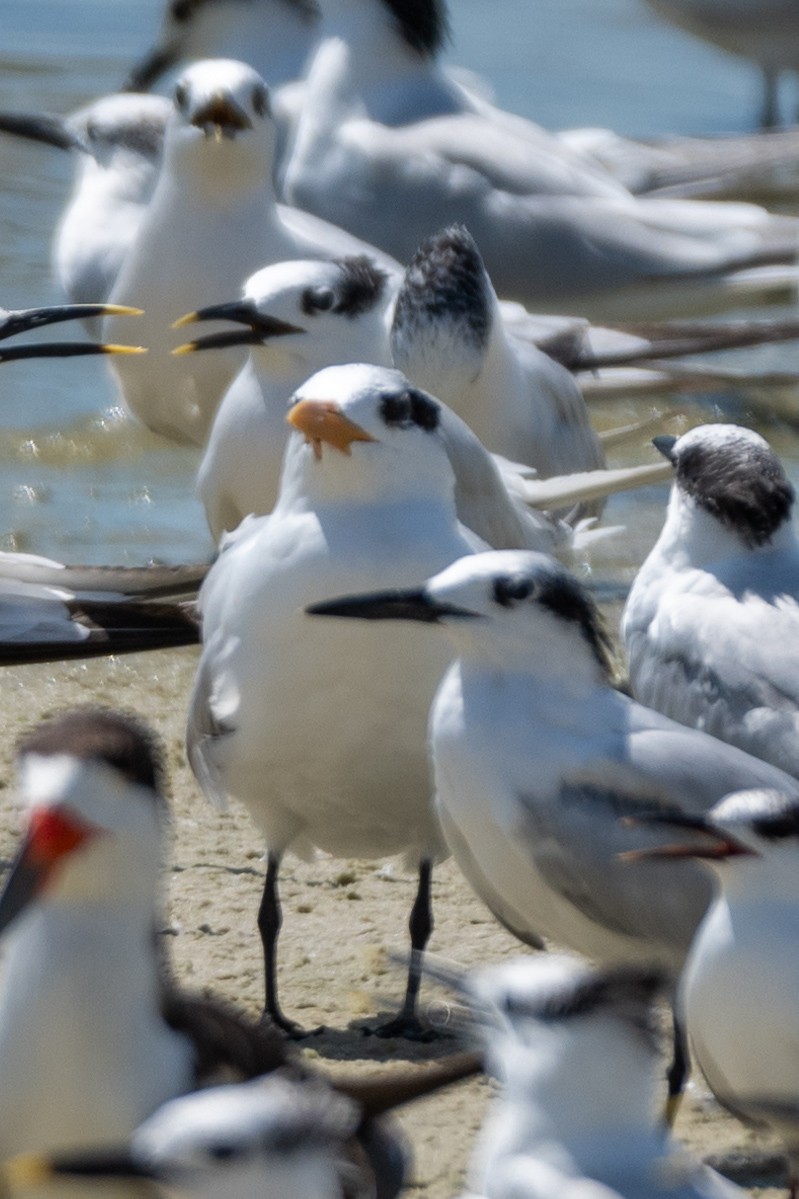 Sandwich Tern (Cabot's) - ML624006939