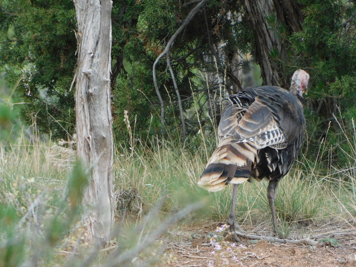 Wild Turkey - ML624006945