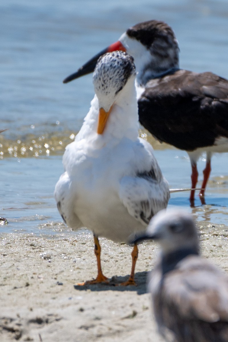 Royal Tern - ML624006954