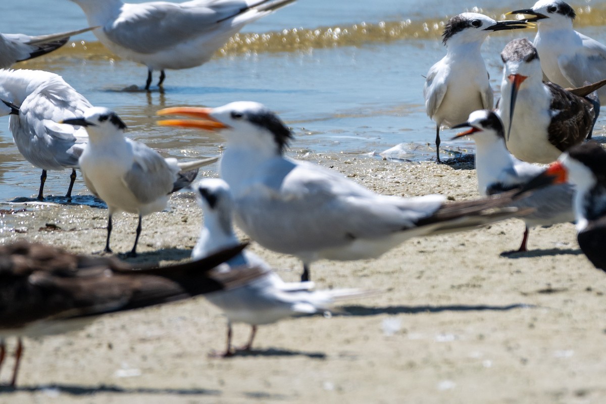 Royal Tern - ML624006958