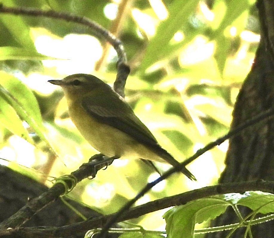 Philadelphia Vireo - ML624006962