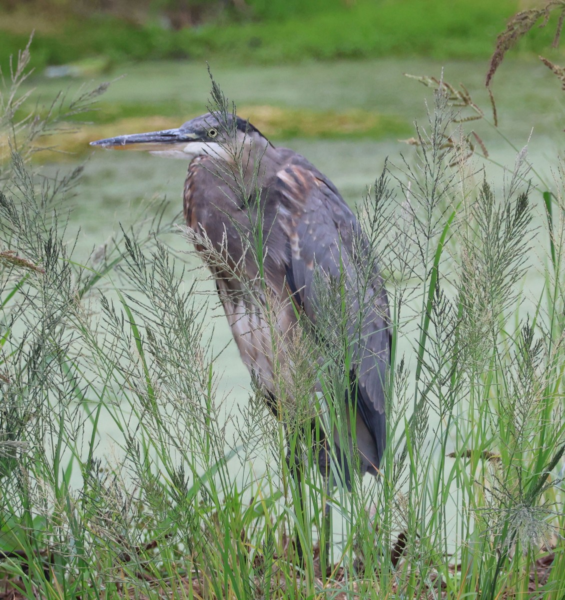 Great Blue Heron - ML624006966