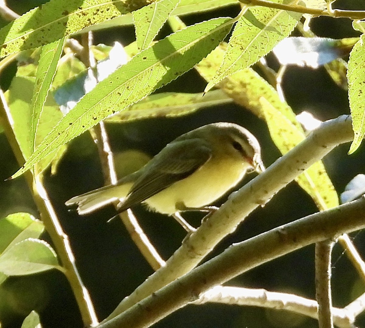Philadelphia Vireo - ML624006967