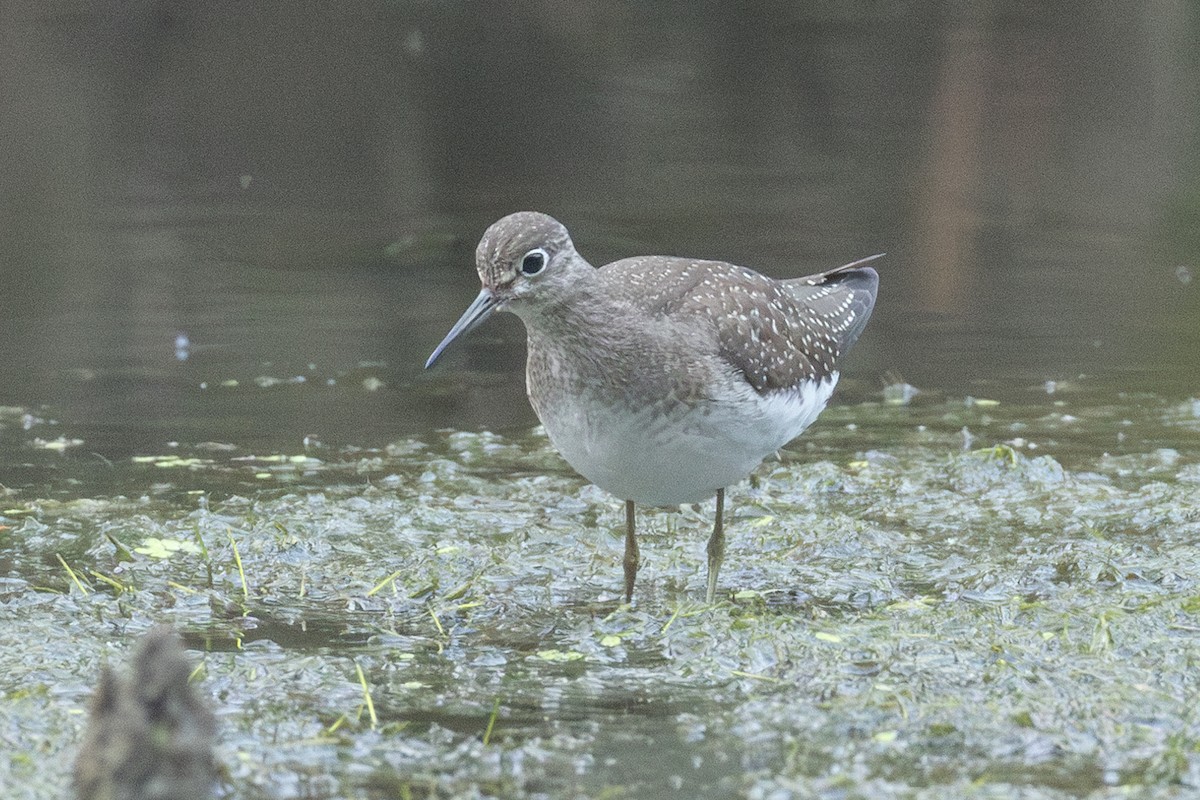 Solitary Sandpiper - ML624006978