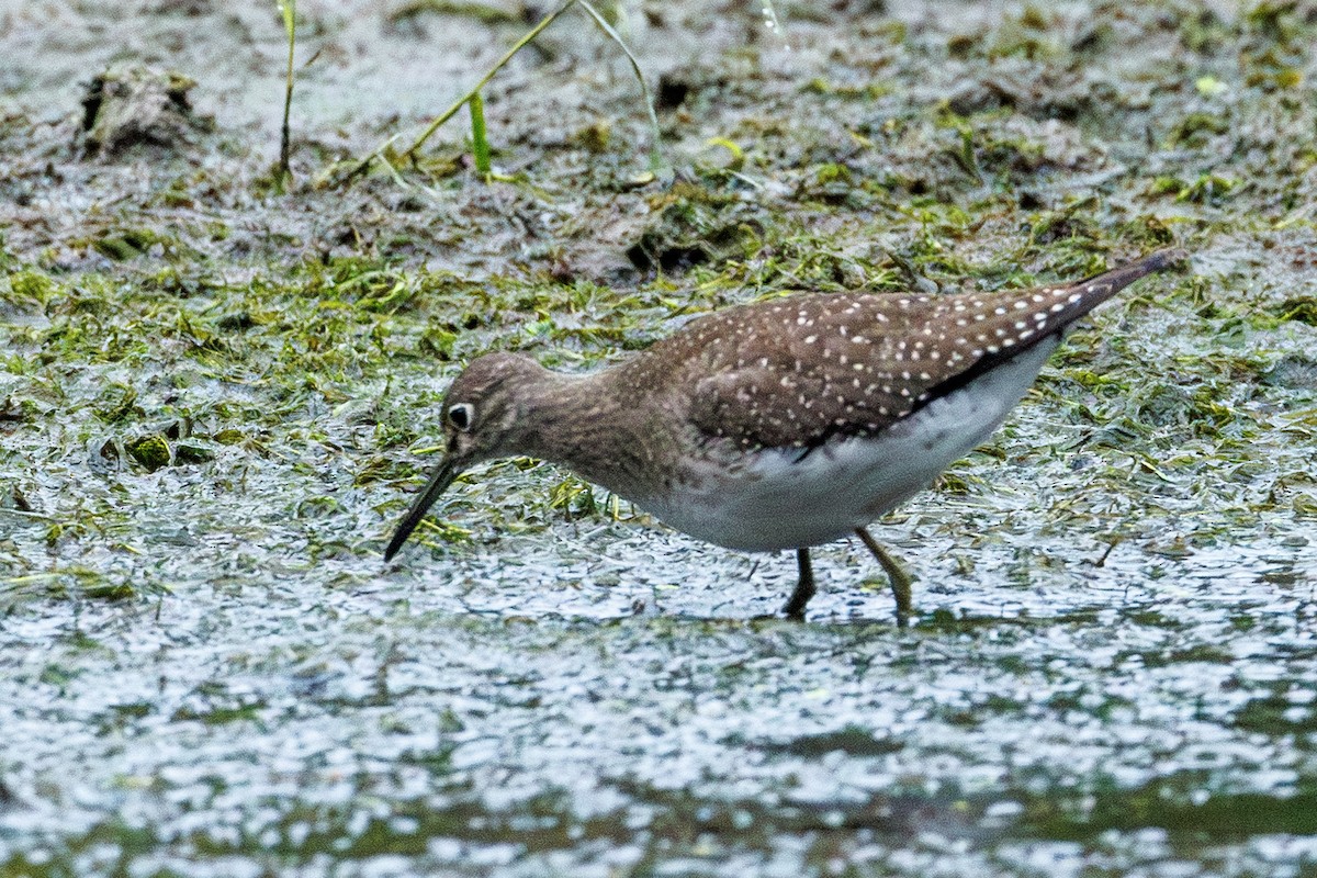 Solitary Sandpiper - ML624006979