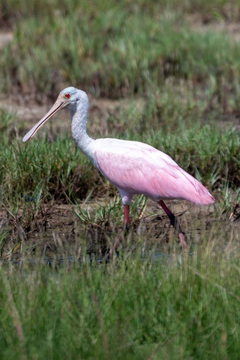 Roseate Spoonbill - ML624006985