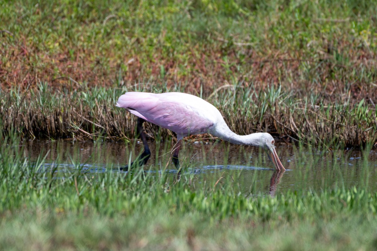 Roseate Spoonbill - ML624006992