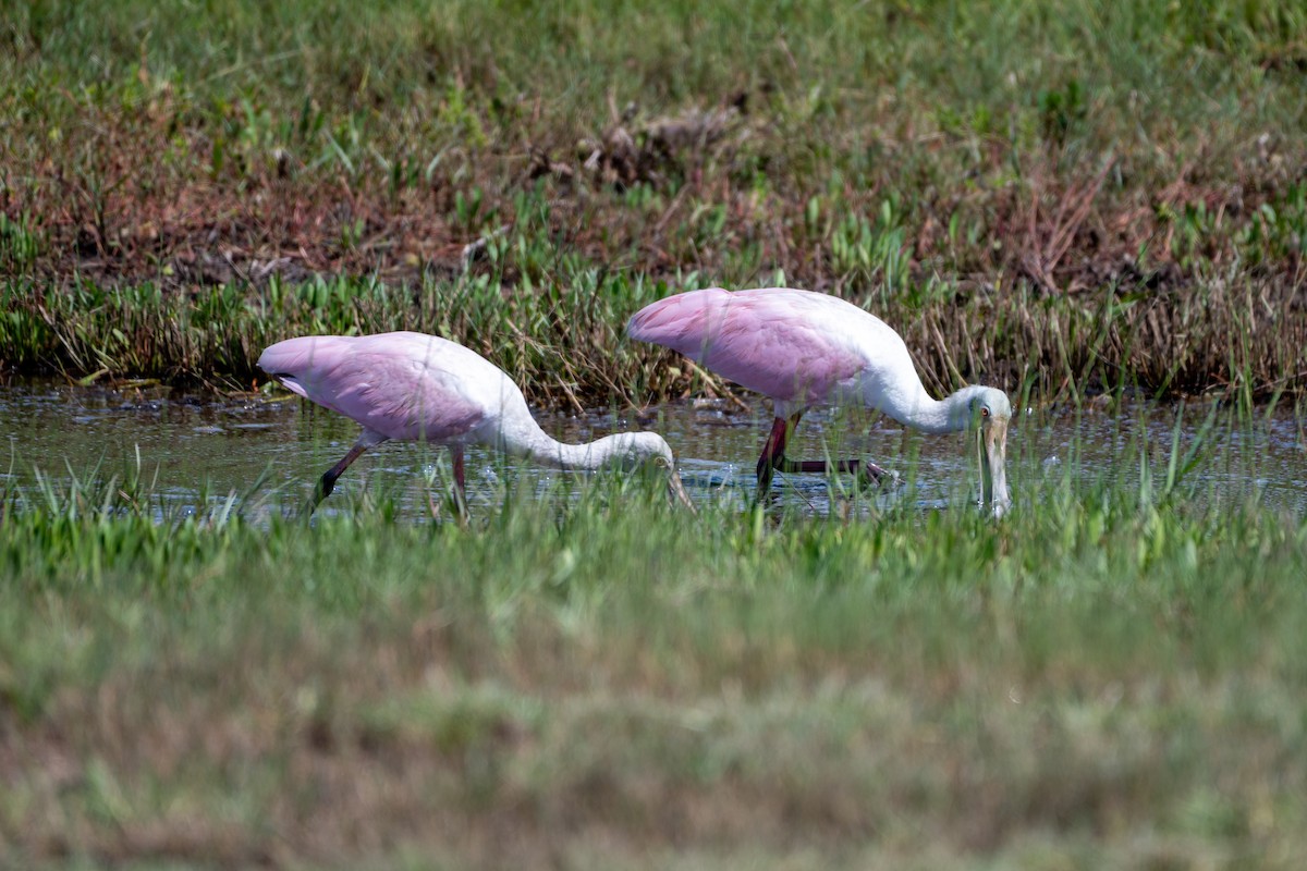 Roseate Spoonbill - ML624006993