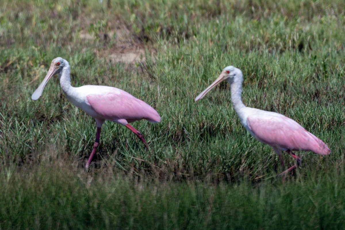 Roseate Spoonbill - ML624006994