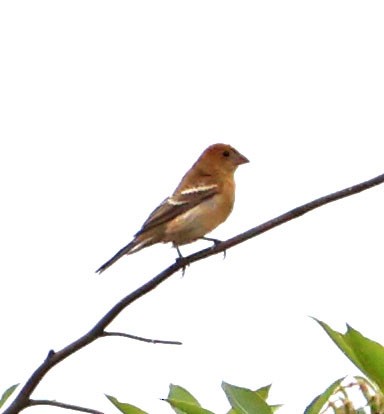 American Goldfinch - ML624006995