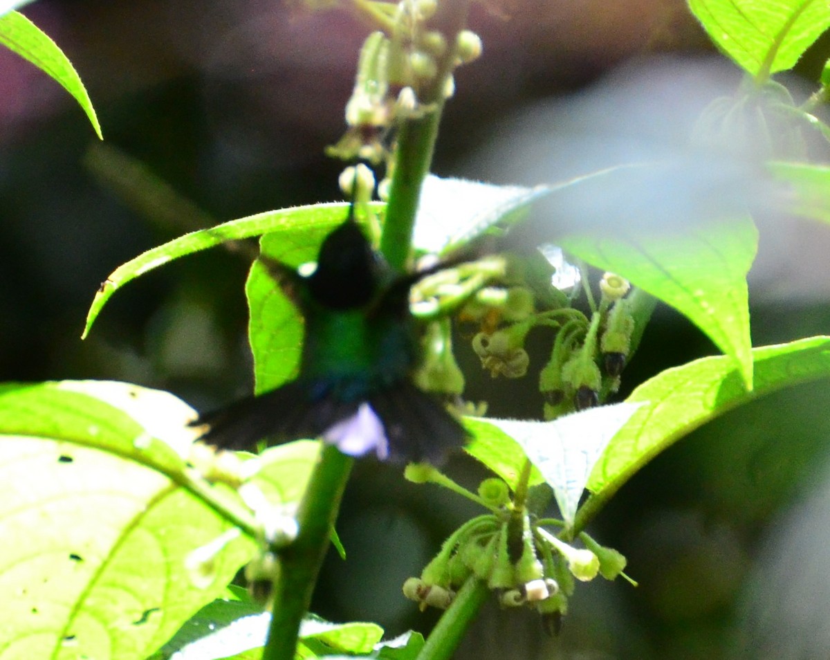 Colibrí Insigne - ML624006997