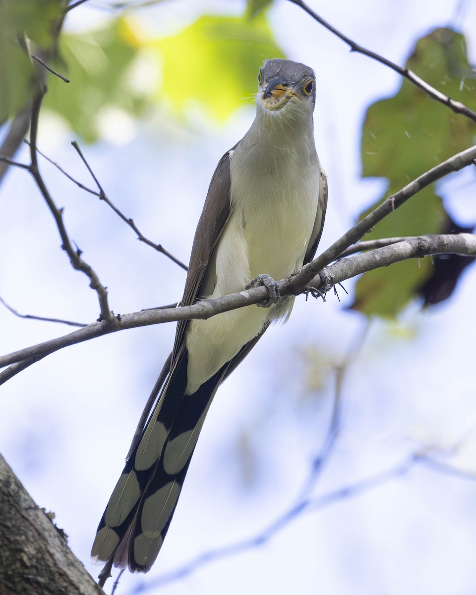 Yellow-billed Cuckoo - ML624007001