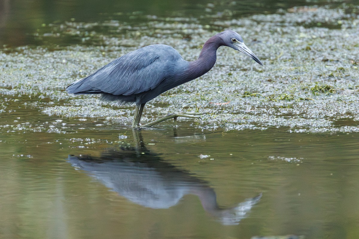 Little Blue Heron - ML624007003