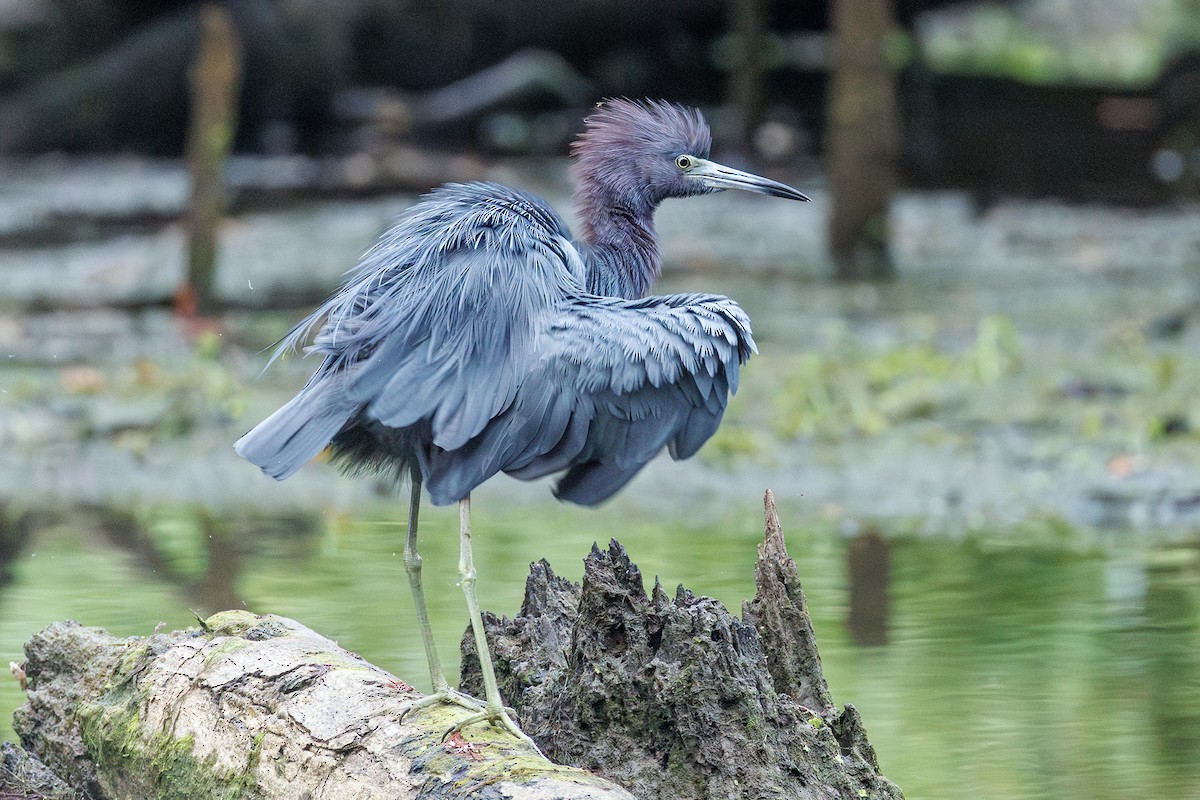 Little Blue Heron - ML624007004