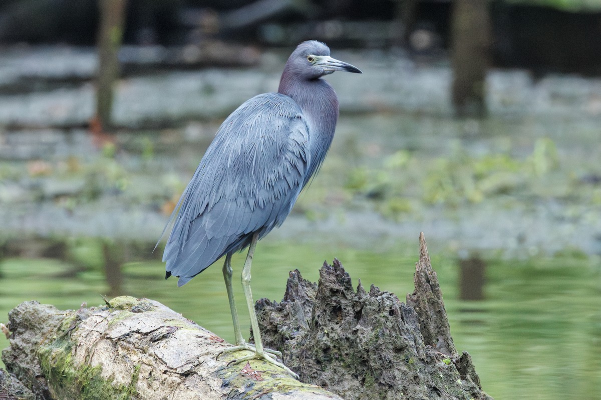 Little Blue Heron - ML624007005