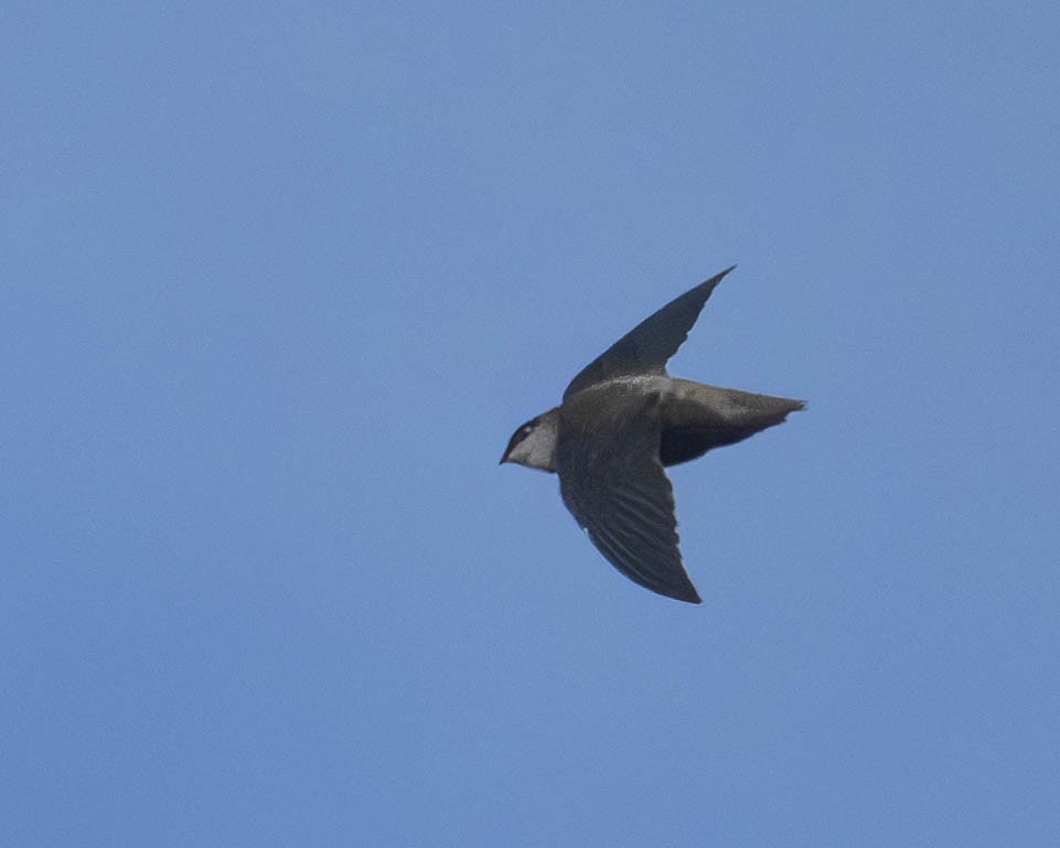 Chimney Swift - ML624007008