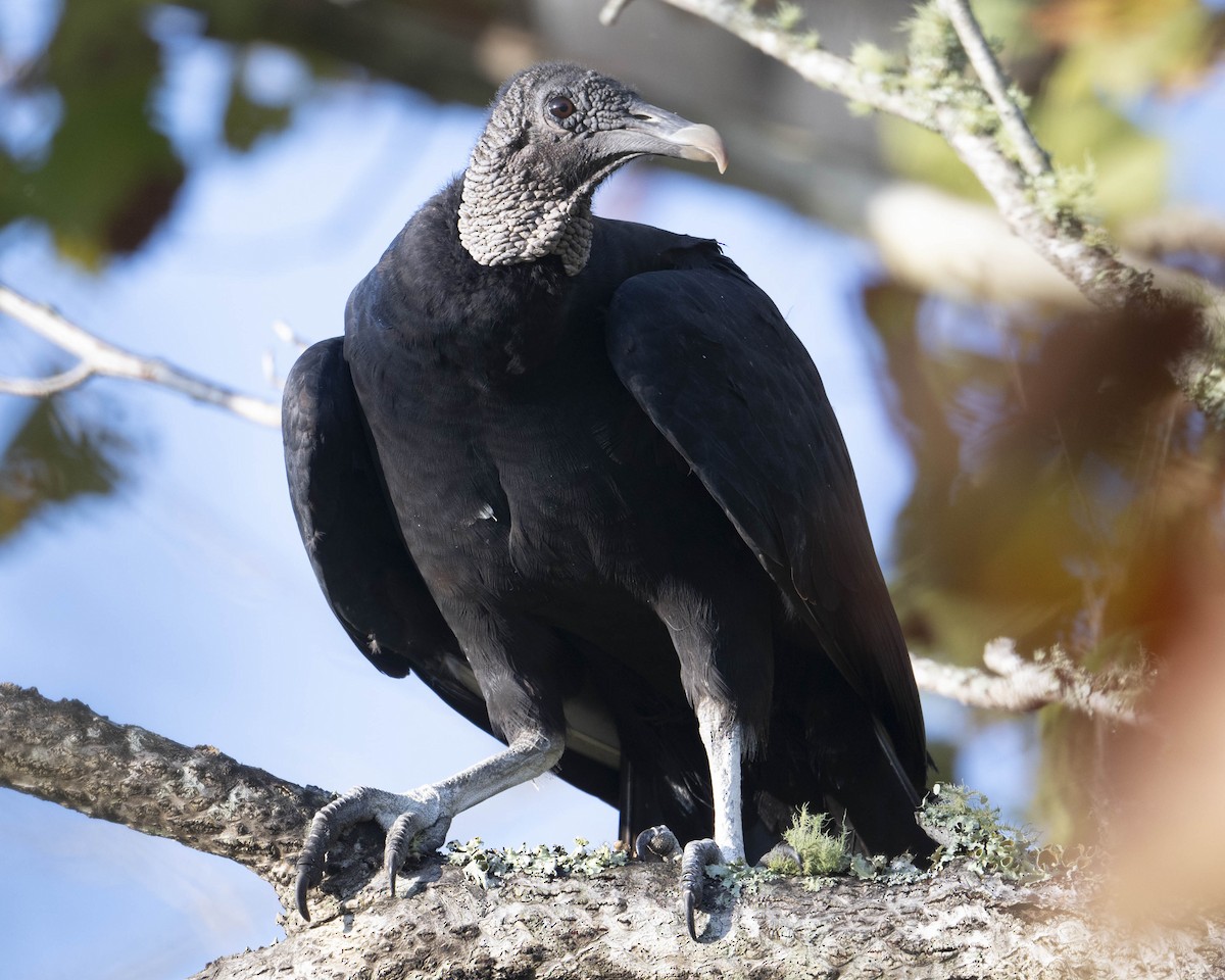 Black Vulture - ML624007020