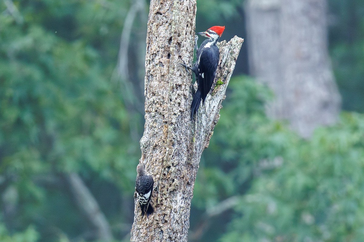 Red-headed Woodpecker - ML624007022