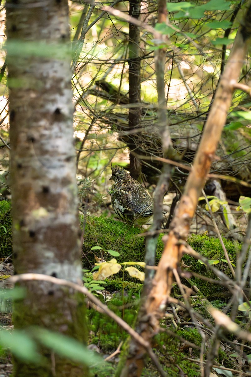 Ruffed Grouse - ML624007031