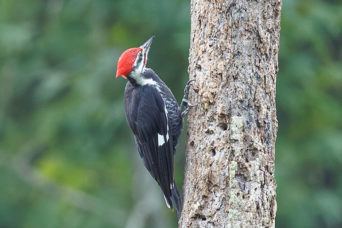 Pileated Woodpecker - ML624007049