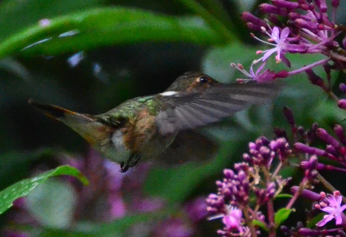 Colibrí Volcanero - ML624007059