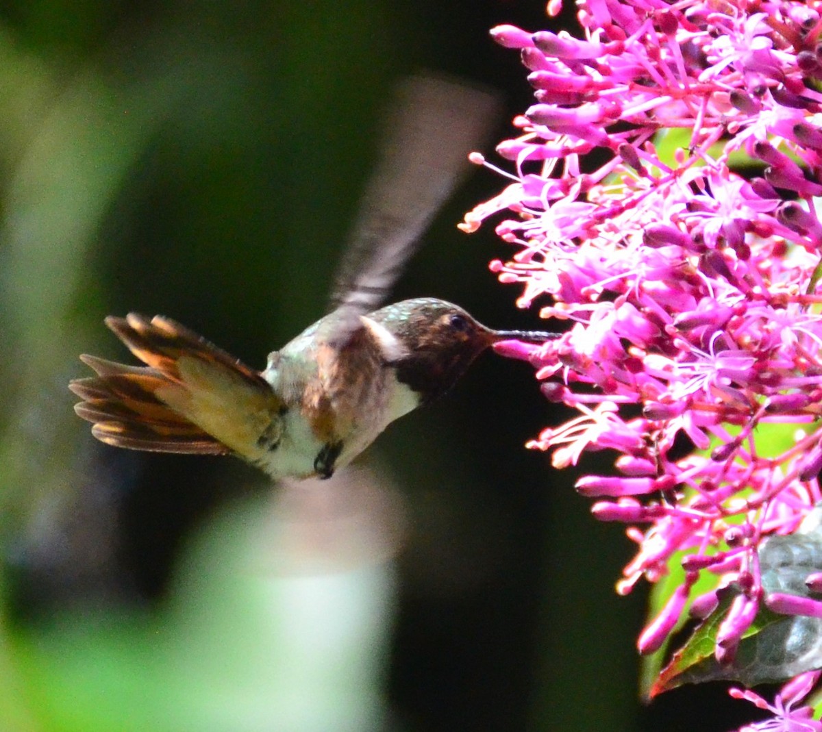 Volcano Hummingbird - ML624007060