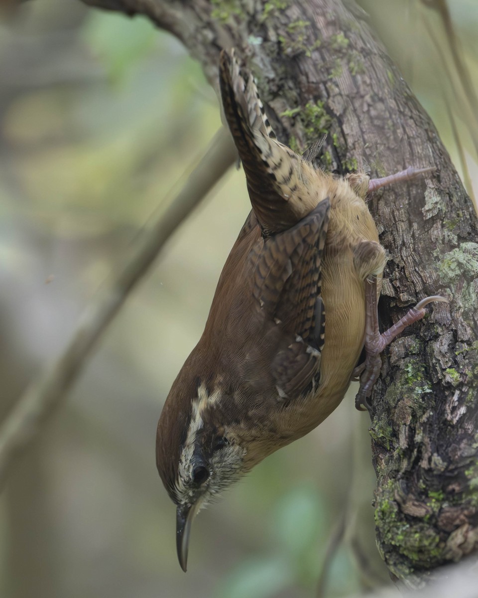 Carolina Wren - ML624007070