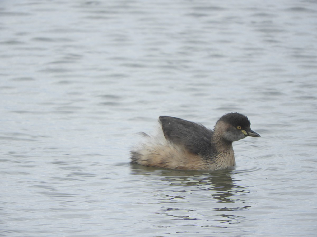 Australasian Grebe - ML624007084