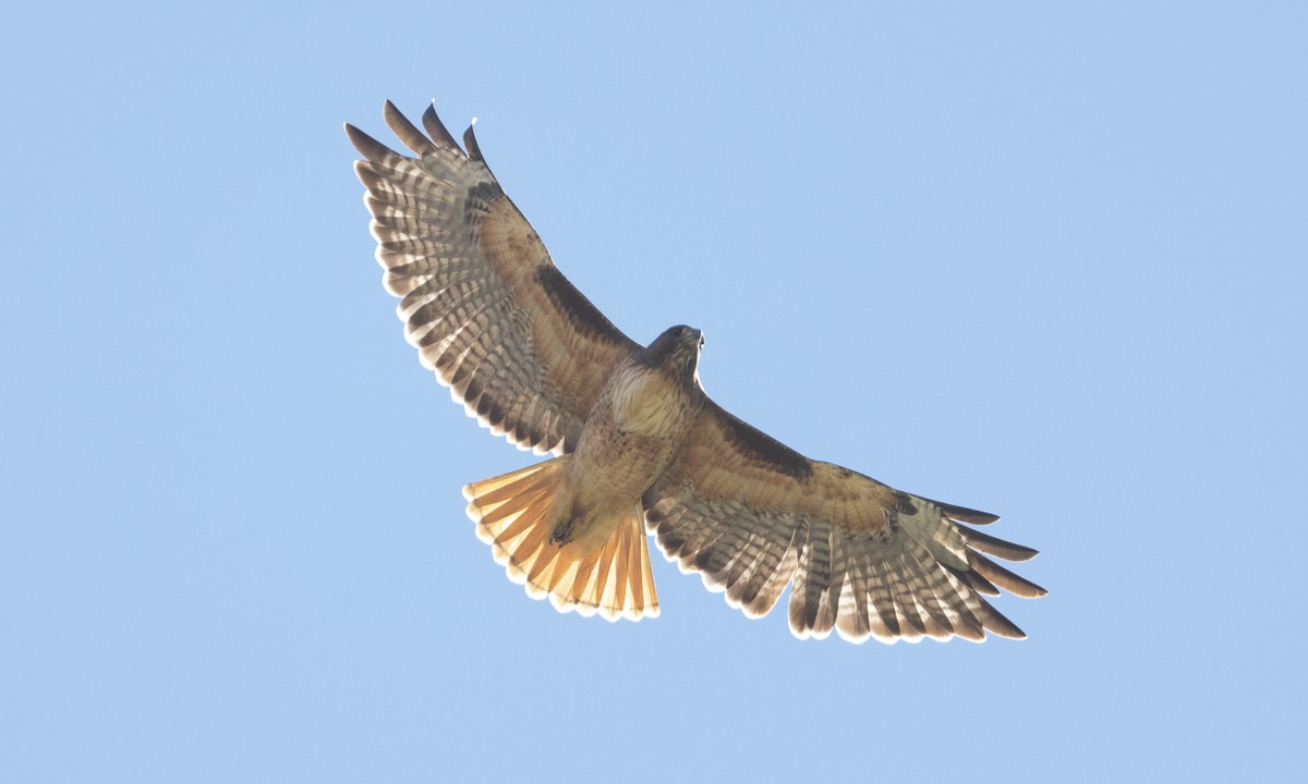 Red-tailed Hawk (calurus/alascensis) - ML624007108