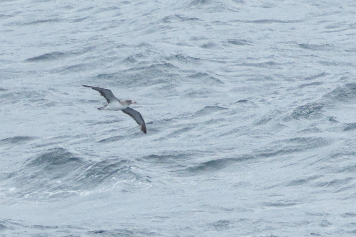 Cory's Shearwater (borealis) - ML624007116