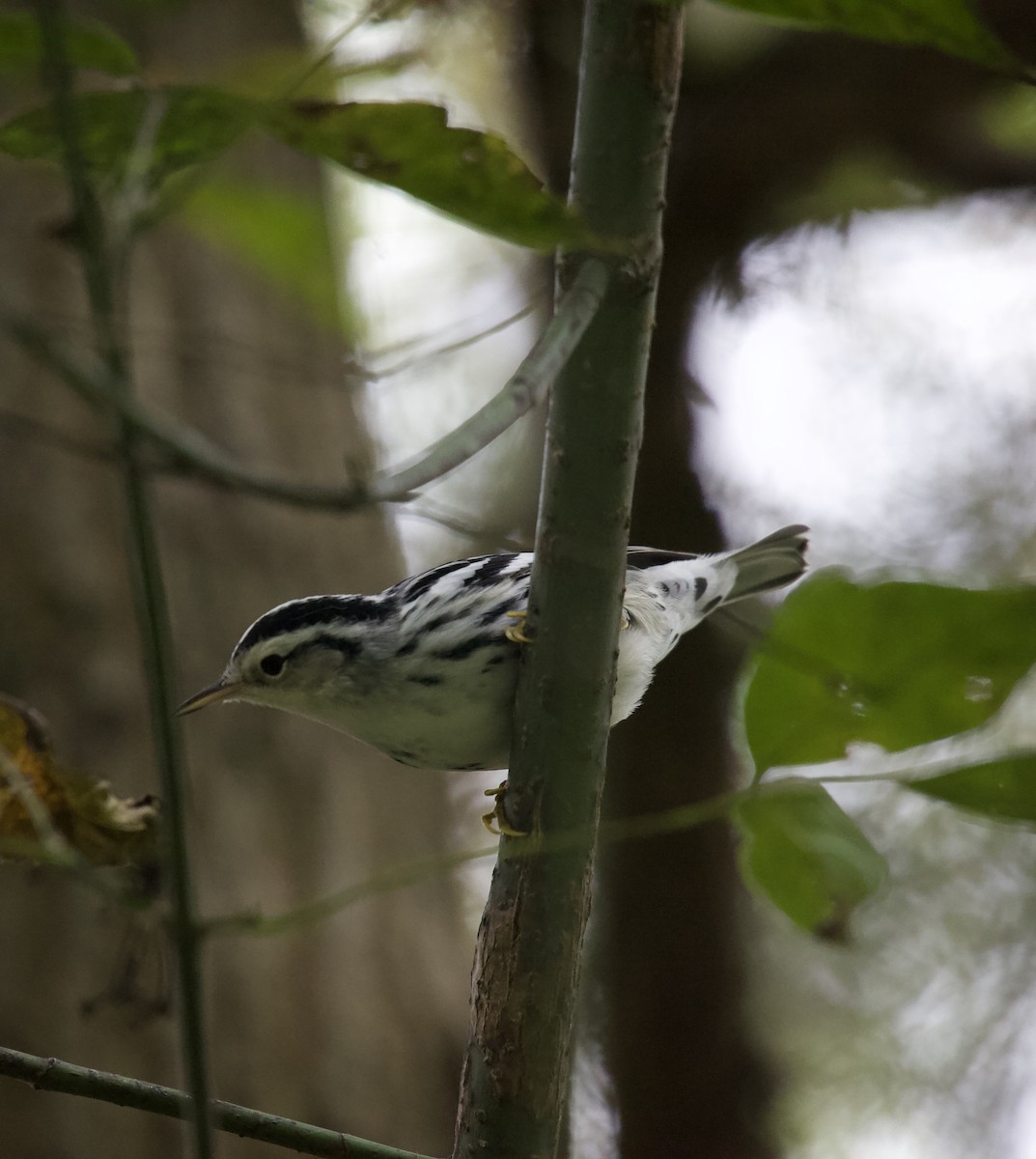 Black-and-white Warbler - ML624007120