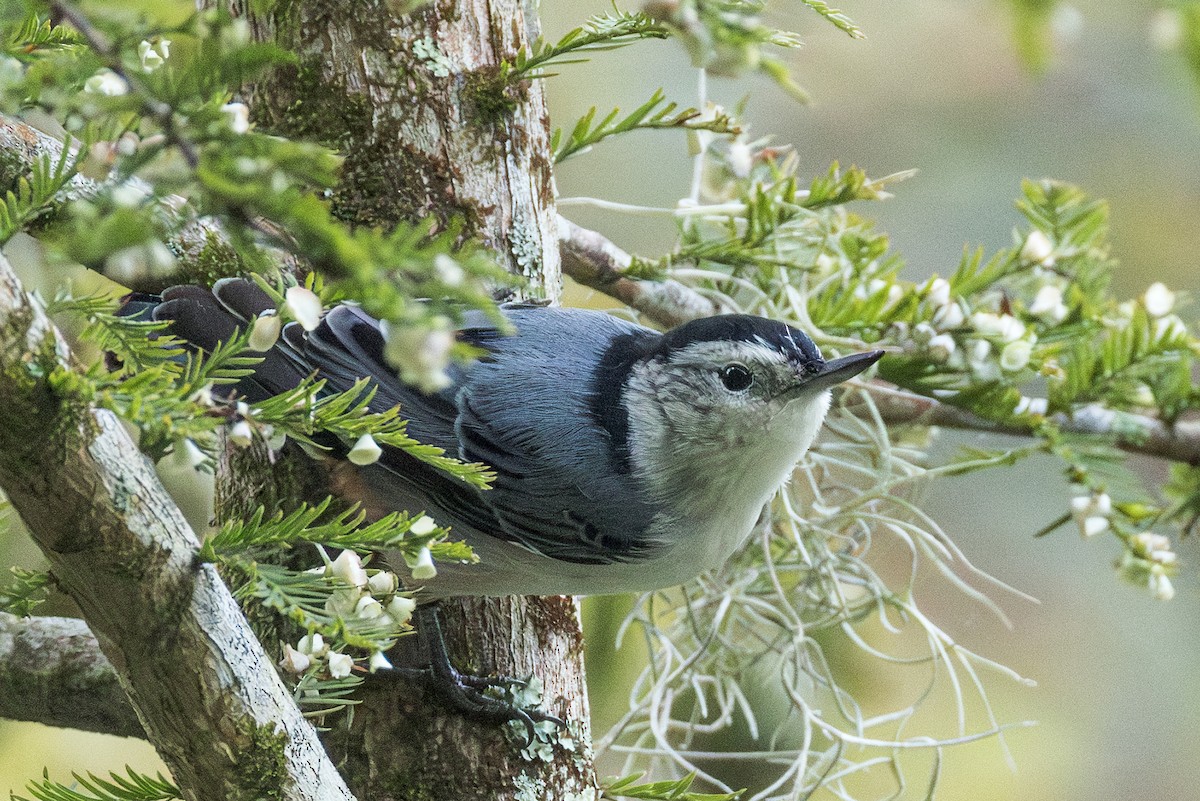 White-breasted Nuthatch - ML624007127