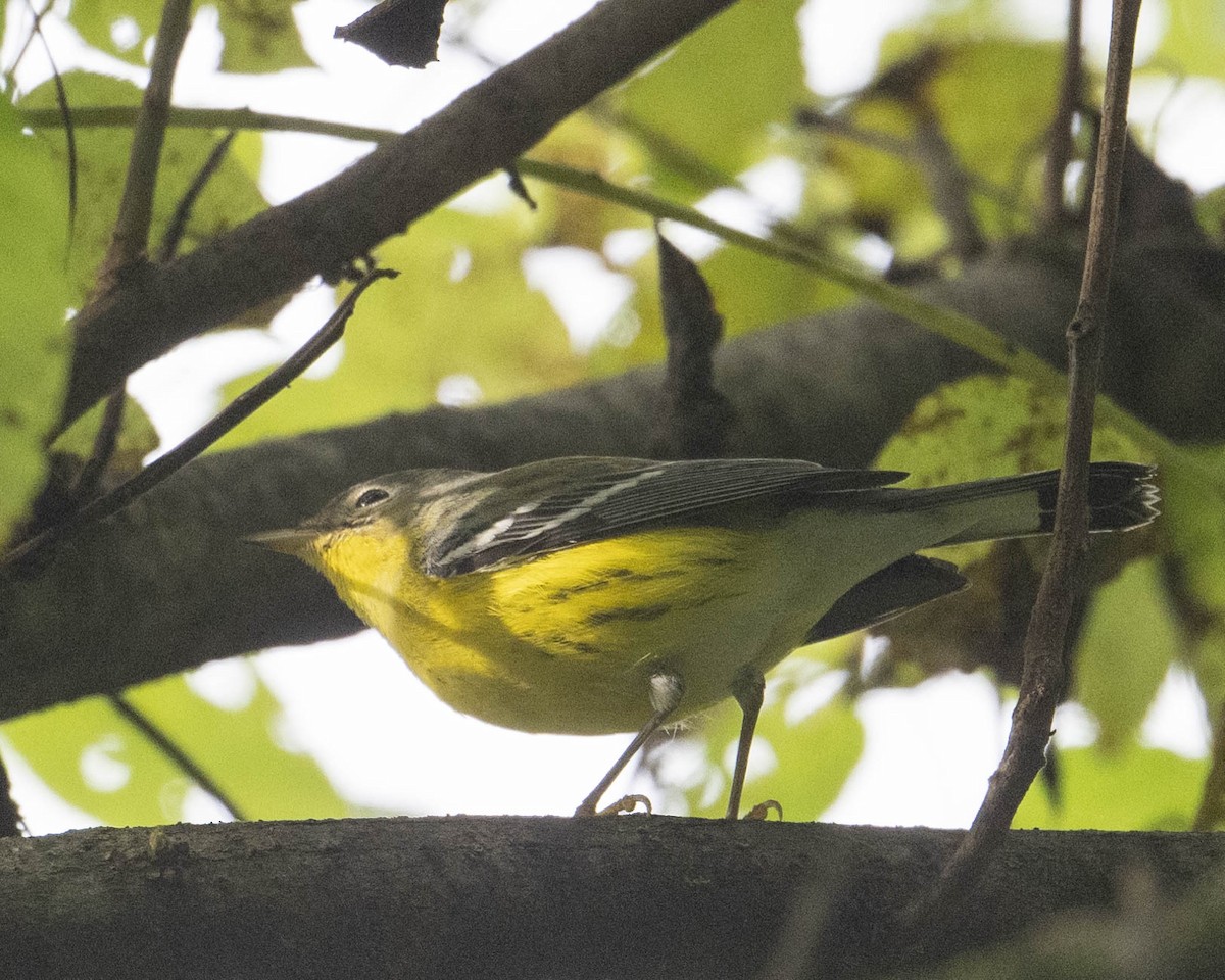Magnolia Warbler - ML624007140