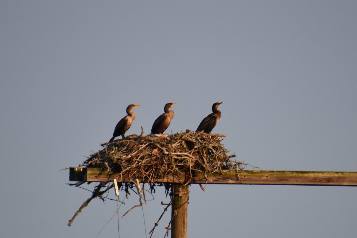 Cormorán Orejudo - ML624007158