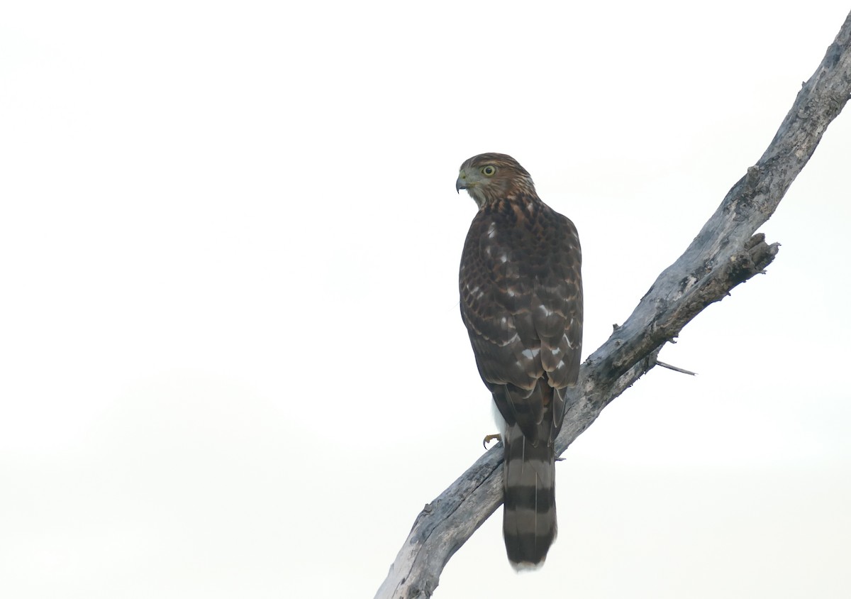 Cooper's Hawk - ML624007161