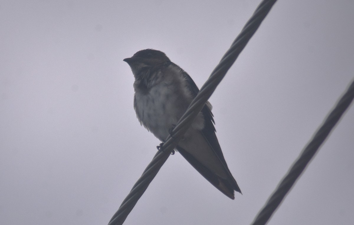 Golondrina Aserrada - ML624007162