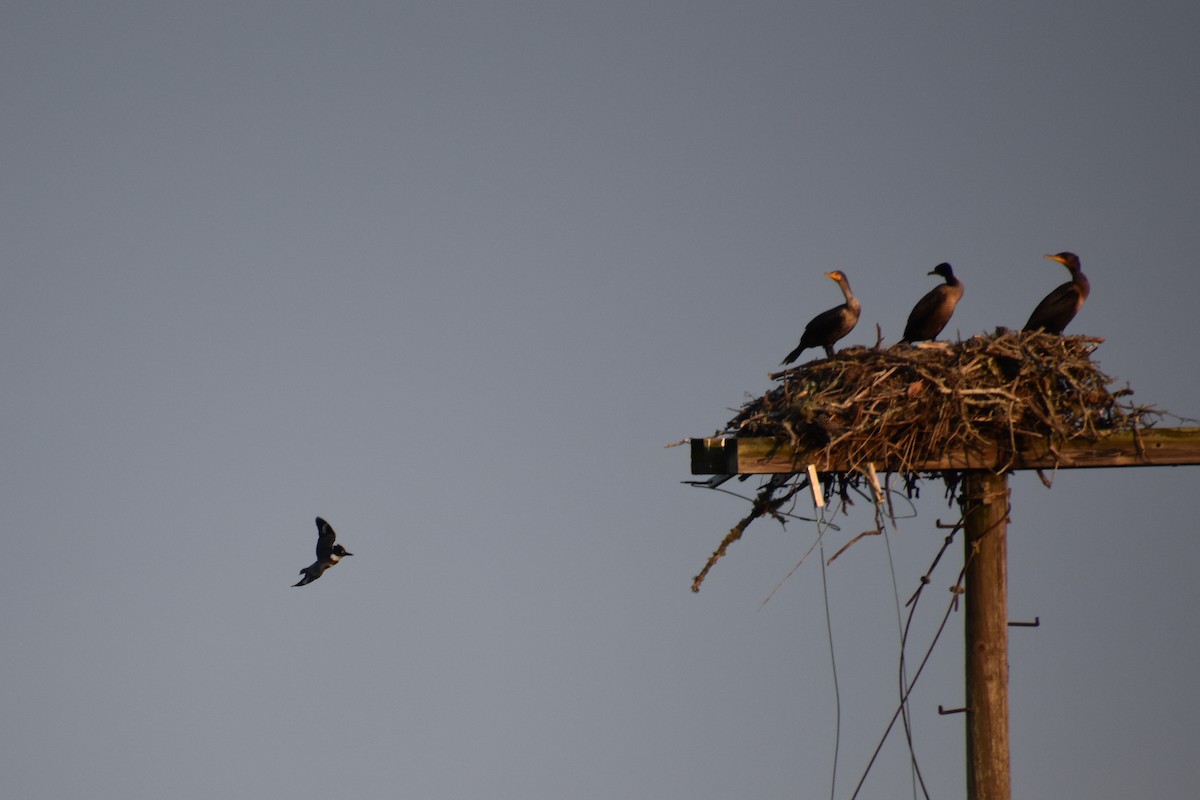 Cormorán Orejudo - ML624007169